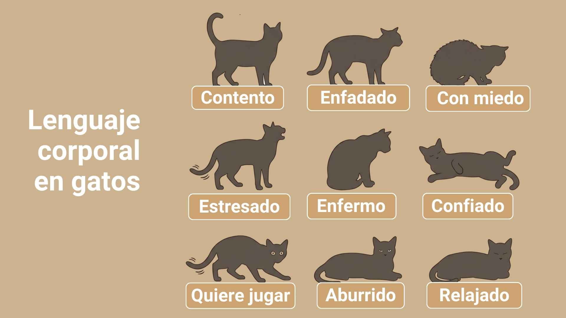 lenguaje corporal gatos